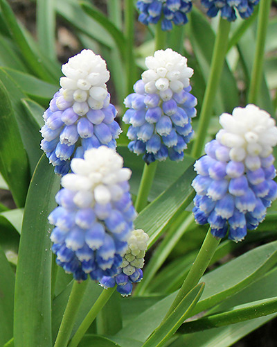 Muscari Mountain Lady 7/8, 100 ks